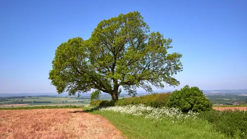 Palterton spring tree This landscape photograph captures a rural scene near Palterton, featuring a prominent spring tree with lush green foliage at the center of the image. Taken in the morning during the spring season, the photograph showcases the agricultural fields with patches of harvested grass and blooming wildflowers along a hedgerow, highlighting the vitality of trees and farmland in this countryside setting. The distant horizon reveals gently undulating terrain characteristic of agricultural regions, while the wide expanse of open sky adds depth to this depiction of springtime in rural England.
